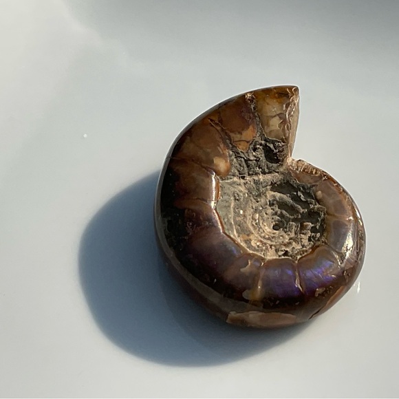 Ammonite (Rams Head) - Picture 8 of 12